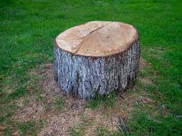 How Our Tree Care Process Works  in  Moses Lake, WA